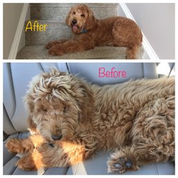 Clyde, Goldendoodle 5 months, first cut! :)