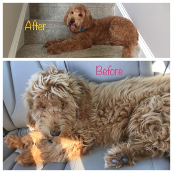 Fur Factory - Clyde, Goldendoodle 5 months, first cut! :) - Pet Groomers Near Me - Reston, Virginia