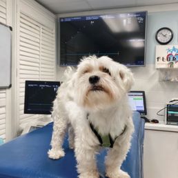 Coco in Dr Prosek's office