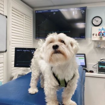 Florida Veterinary Cardiology - Coco in Dr Prosek's office - Veterinarians Near Me - Homestead, Florida