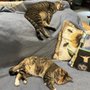 Photo of Adopt A Cat