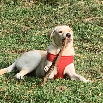 PetSmart - Bentley playing - Pet Training Near Me - Knoxville, Tennessee PetSmart - Bentley playing - Pet Training Near Me - Knoxville, Tennessee