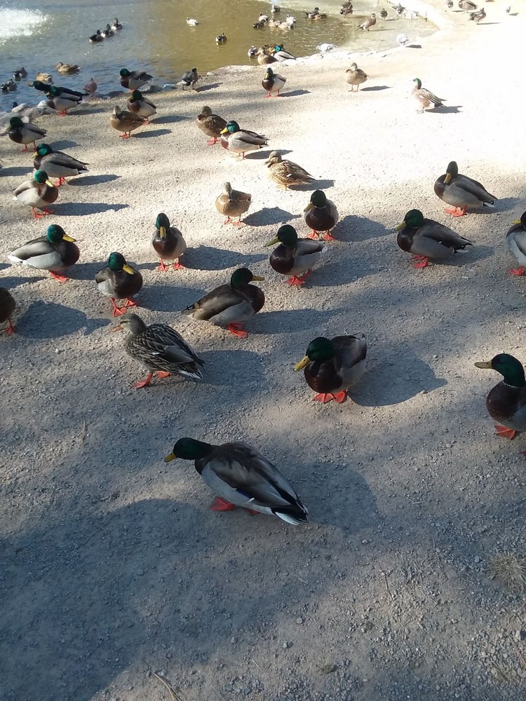 UNM Duck Pond