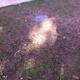 The entire small dog enclosure looked like this the day I went. The entire small dog enclosure looked like this the day I went.