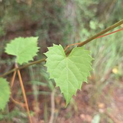 Bamahenge - Heart-shaped Leaves 08-20-2026