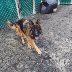 Camp K-9 of Marin - Beauty!