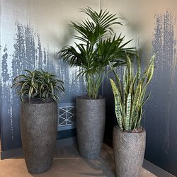 Interior Plant Design - Beautiful Install done at Chico Marx Restaurant in South San Francisco