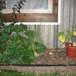 Squash