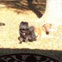 Photo of Chappell's Animal Hospital