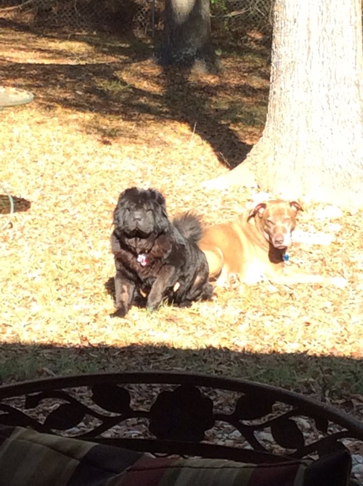 CHAPPELL’S ANIMAL HOSPITAL Updated August 2024 940 E Chappell Rd