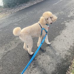 The Puppy Au Pair - Roosevelt enjoying his walk!