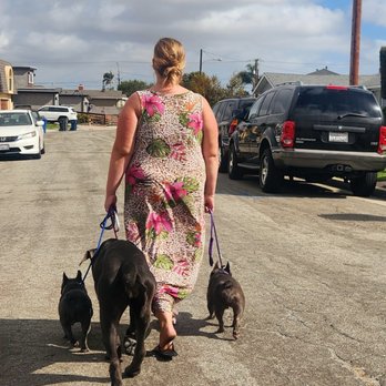 Zenni Dogs - Pet Training Near Me