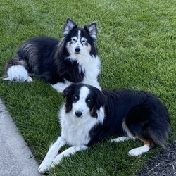 Care Center - My girl Fibby & her baby sister Bindi.