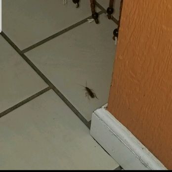 Taqueria Las Comadres - They have roaches! This was our view as we were eating here - Mexican Near Me - Tracy, California Taqueria Las Comadres - They have roaches! This was our view as we were eating here - Mexican Near Me - Tracy, California