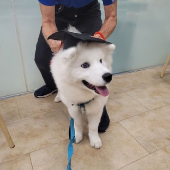 PetSmart - Puppy Graduation Day! - Pet Stores Near Me - Chantilly, Virginia PetSmart - Puppy Graduation Day! - Pet Stores Near Me - Chantilly, Virginia
