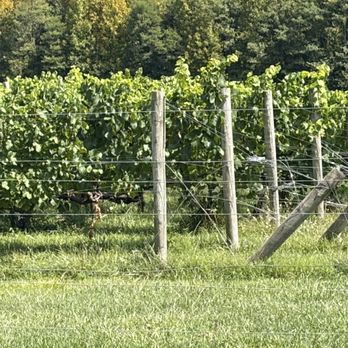 Virginia Mountain Vineyards - The grapes - Wineries Near Me - Fincastle, Virginia