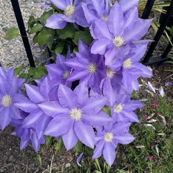 Boulevard Flower Gardens - Landscaping ideas galore