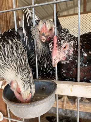 Rooster Cogburn Ostrich Ranch by null