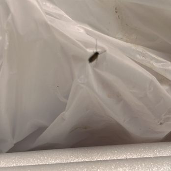 Tres Monitos Bakery - More roaches - Bakeries Near Me - Hialeah, Florida Tres Monitos Bakery - More roaches - Bakeries Near Me - Hialeah, Florida