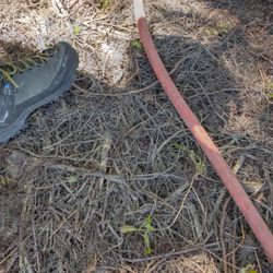 All About Trees - The small roots that consume the main roots that need to be removed.