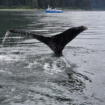 Hoonah Whale Tours - Whale Watching Tours Near Me - Hoonah, Alaska