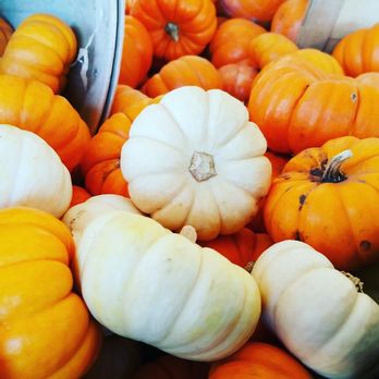 Hall's Pumpkin Farm - Mini pumpkins! - Pumpkin Patches Near Me - Grapevine, Texas Hall's Pumpkin Farm - Mini pumpkins! - Pumpkin Patches Near Me - Grapevine, Texas