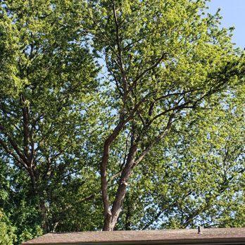 Hall Brothers Tree Services - Tree Services Near Me - Olmsted Falls, Ohio Hall Brothers Tree Services - Tree Services Near Me - Olmsted Falls, Ohio