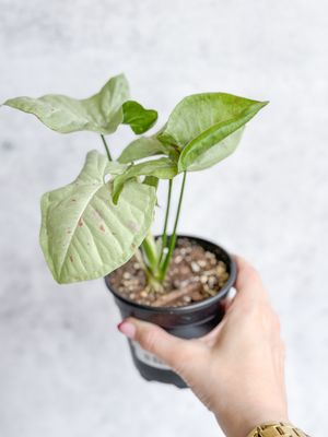 Ed's Plant Shop by null