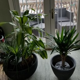Two plant pots I bought at restore (not including the plants) Two plant pots I bought at restore (not including the plants)