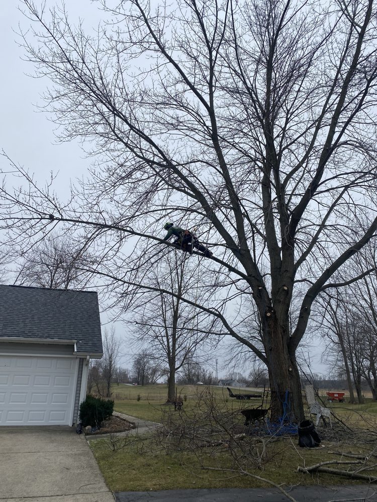TREE WALKER Updated March 2024 Request a Quote 12 Photos