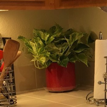 Evergreen Nursery - New plant looks awesome in the kitchen! - Nurseries & Gardening Near Me - San Leandro, California Evergreen Nursery - New plant looks awesome in the kitchen! - Nurseries & Gardening Near Me - San Leandro, California