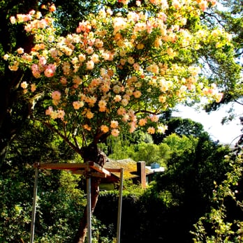 The Berkeley Rose Garden - Botanical Gardens Near Me - Berkeley, California The Berkeley Rose Garden - Botanical Gardens Near Me - Berkeley, California