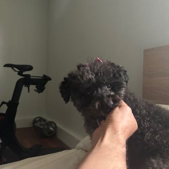 Cali dog spa grooming - I love the little bows Daniela put on Luna. - Pet Groomers Near Me