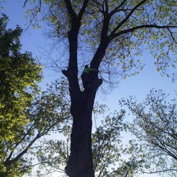 Premier Tree Solutions - Tree Services Near Me - Chattahoochee Hills, Georgia Premier Tree Solutions - Tree Services Near Me - Chattahoochee Hills, Georgia