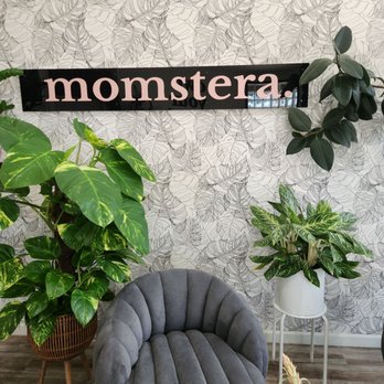 Momstera Lounge - Cute decor! - Nurseries & Gardening Near Me - Campbell, California Momstera Lounge - Cute decor! - Nurseries & Gardening Near Me - Campbell, California