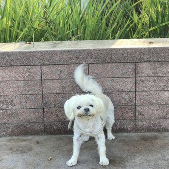 Healthy Spot - Beverly Grove - Harlow my love - groomed by Gina at Healthy Spot Beverly Grove. - Pet Stores Near Me - Los Angeles, California Healthy Spot - Beverly Grove - Harlow my love - groomed by Gina at Healthy Spot Beverly Grove. - Pet Stores Near Me - Los Angeles, California