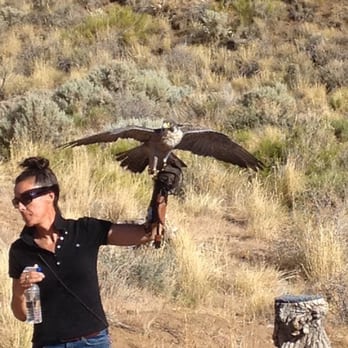 Animal Ark - Falcon lure and dive show - Zoos Near Me - Reno, Nevada Animal Ark - Falcon lure and dive show - Zoos Near Me - Reno, Nevada