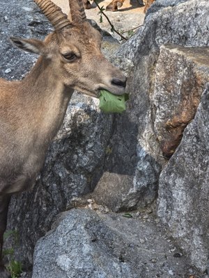 Alpenzoo Innsbruck - Tirol by null