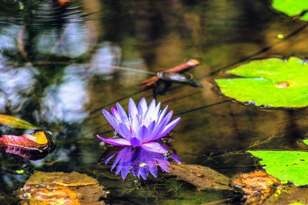 McKee Botanical Garden by null