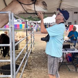 Coconino County Fair - Camel
