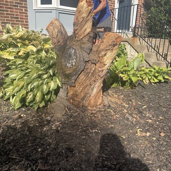 23 Trees - Bad tree. - Tree Services Near Me - Alexandria, Virginia