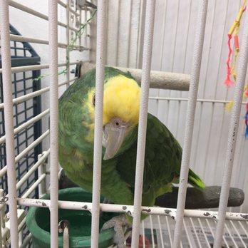 Denise's Parrot Place - Bird Shops Near Me - Mercer Island, Washington
