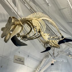 Odiorne Point State Park - Pilot whale skeleton