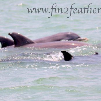 Fins To Feathers - Tours Near Me - Port Isabel, Texas Fins To Feathers - Tours Near Me - Port Isabel, Texas
