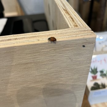 Plantify - Ladybugs in the store.. cool! - Nurseries & Gardening Near Me - Redmond, Washington Plantify - Ladybugs in the store.. cool! - Nurseries & Gardening Near Me - Redmond, Washington