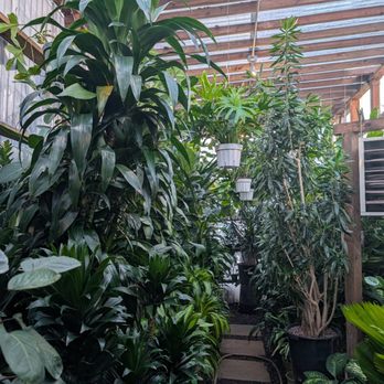 Mickey Hargitay Plants - Large and tall trees. - Nurseries & Gardening Near Me - Los Angeles, California Mickey Hargitay Plants - Large and tall trees. - Nurseries & Gardening Near Me - Los Angeles, California