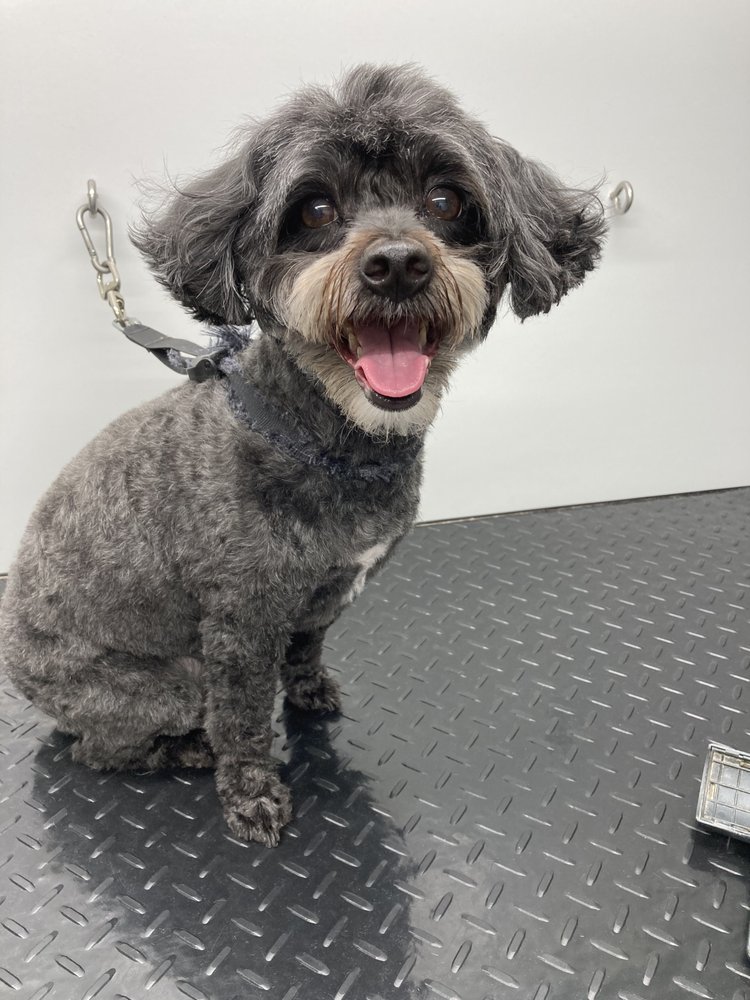 AT YOUR BARK N CALL MOBILE DOG GROOMING Updated September 2024