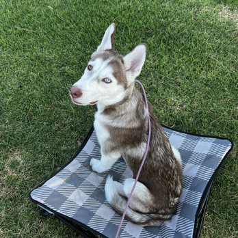 First Instinct Dog Training - Place work again! - Pet Training Near Me First Instinct Dog Training - Place work again! - Pet Training Near Me