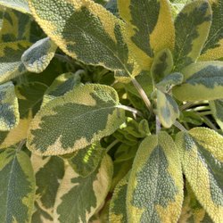 The Riverwood Conservancy - The Riverwood Conservancy - multi coloured leaves