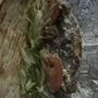 Photo of Zabiha Chicken & Subs